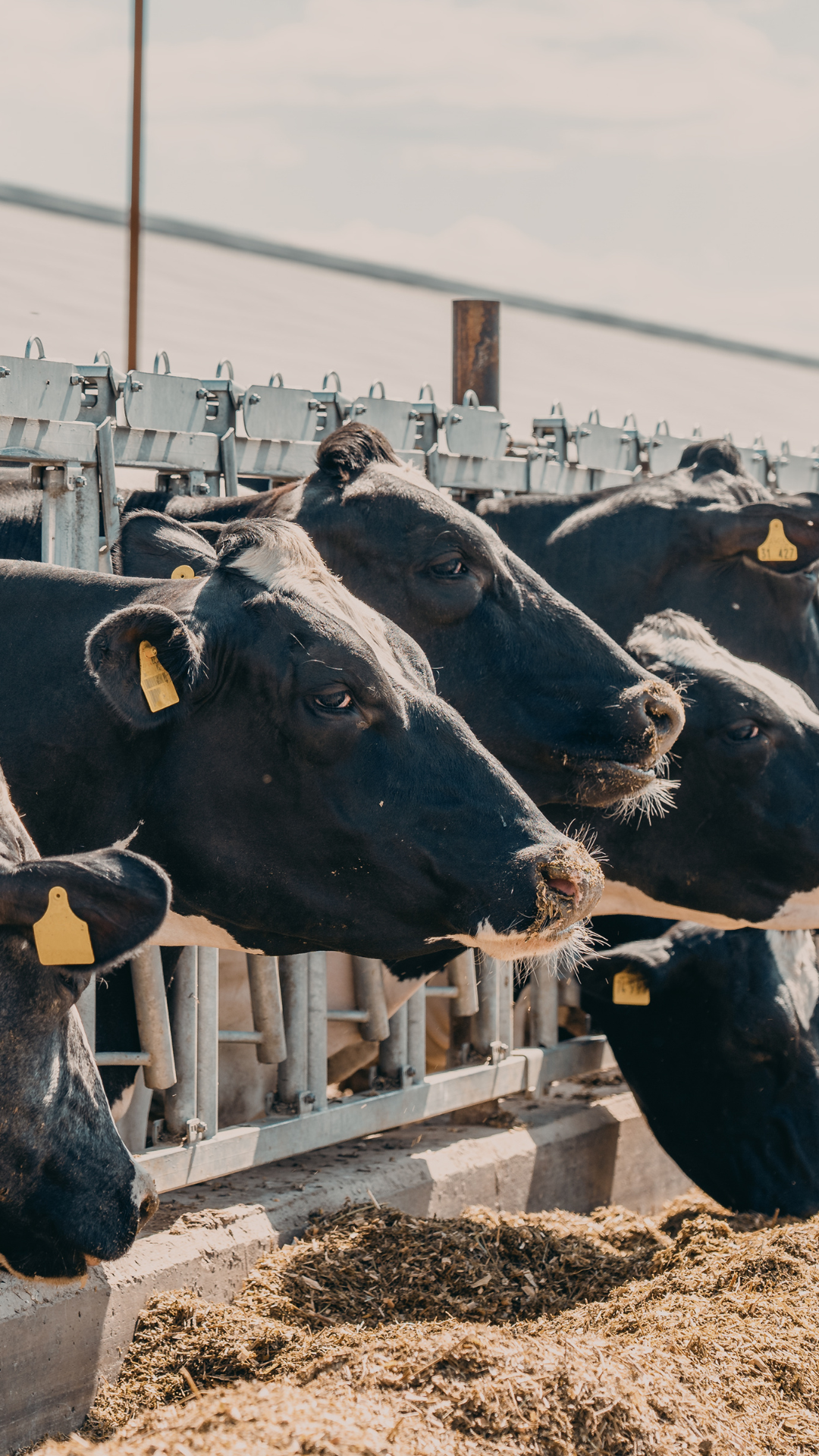 Want smoother milking and higher yields?